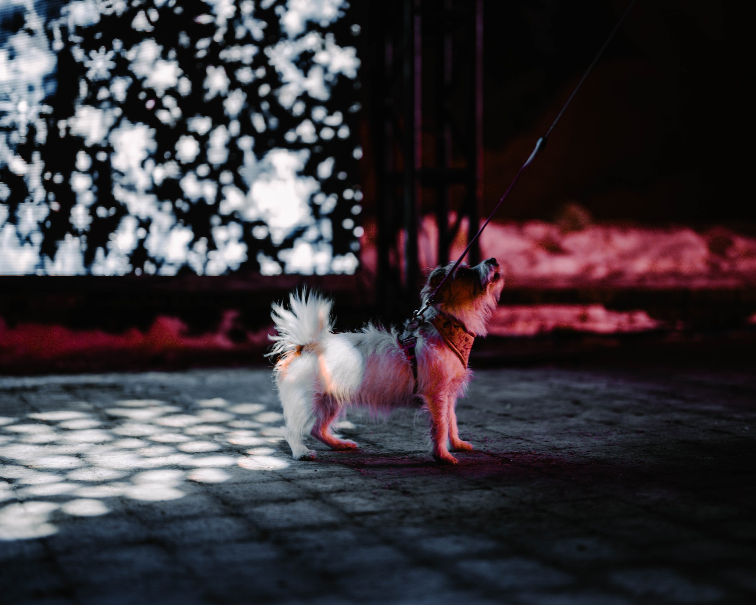 Pre Fire & Ice-5.jpg